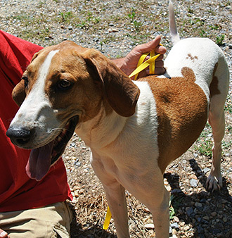 Four Legged Love From Duke