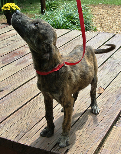 Four Legged Love From Ellwood