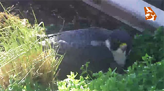 NEW DNR CAMERA LIVE-STREAMS PEREGRINE FALCONS IN DOWNTOWN ATLANTA