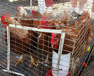 Have You Always Wanted to Have Chickens, But...