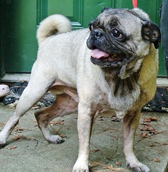 Four Legged Love From General Patton