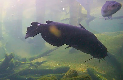 Help Relax and Reduce Your Stress - Watch the Go Fish Aquarium Camera