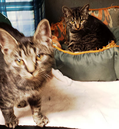 Four Legged Love From Kittens