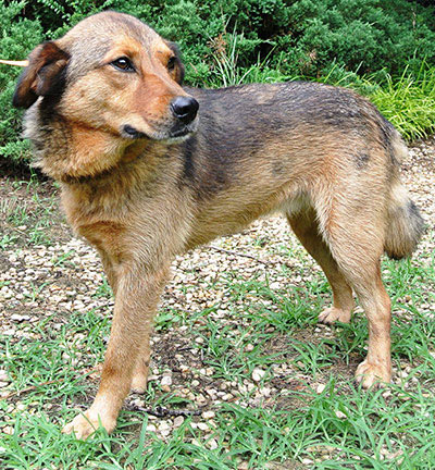 Four Legged Love From Gretal