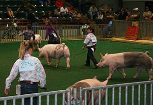 Pickens County 4-H Hog Team Has A Great Season