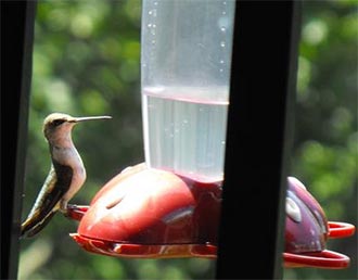 'SNOWBIRD' HUMMERS NEED FEEDERS IN WINTER