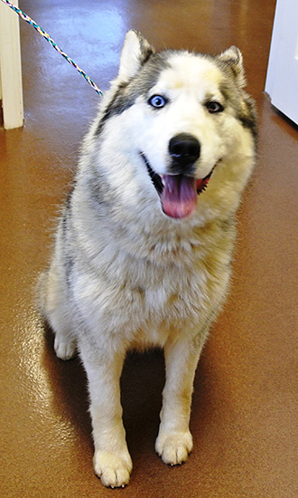 Four Legged Love From a Huskey-Malmute