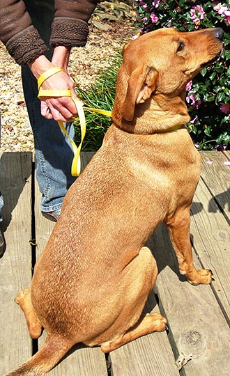 Four Legged Love From Jazz