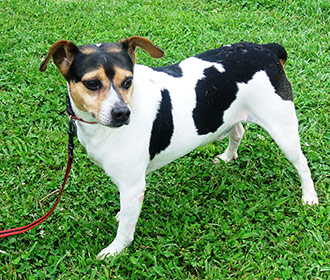 Four Legged Love From Jed