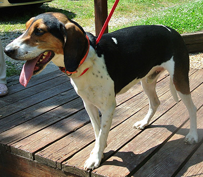 Four Legged Love From Jethro