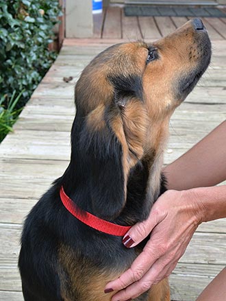 Four Legged Love From Julie