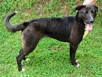 Four Legged Love From Katie