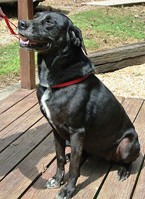 Four Legged Love From Libby