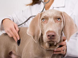 Heart Failure in Dogs