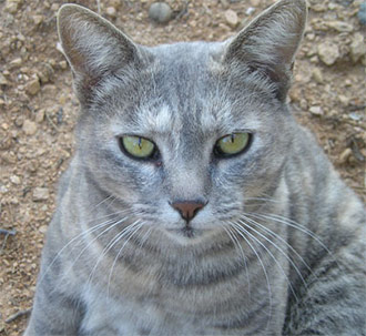 Spay and Neuter Essential if County is to ever get Stray Problem Under Control