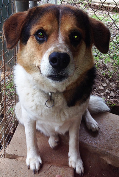 Four Legged Love From Lola