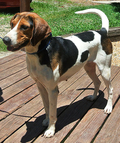 Four Legged Love From Loretta