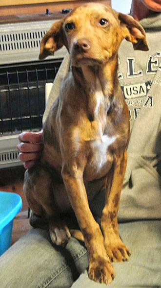 Four Legged Love From Lucy