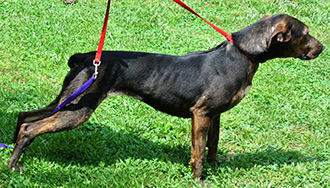 Four Legged Love From Maggie
