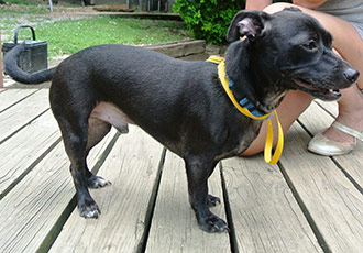 Four Legged Love From Midnight