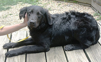 Four Legged Love From Doc's Pups