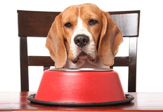 The Importance of a Balanced Diet for Your Pet