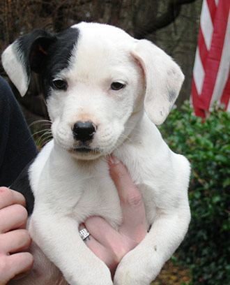Four Legged Love From Nicky's Black & White Pup