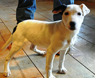 Four Legged Love From Nicky Pup