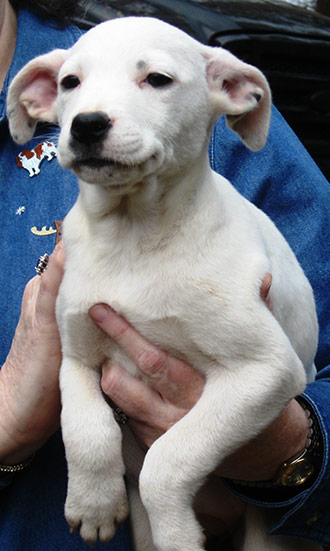 Four Legged Love From Nicky White Pup