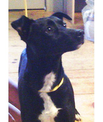 Four Legged Love From Obie