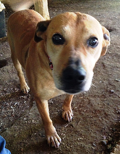 Four Legged Love From Red