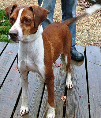 Four Legged Love From Penny