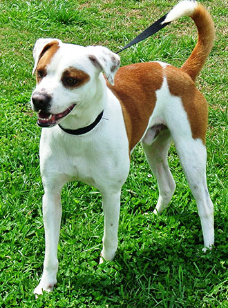 Four Legged Love From Petey