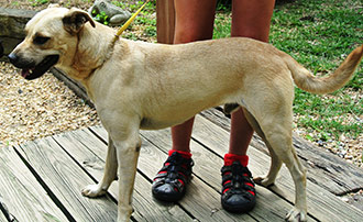 Four Legged Love From Petey