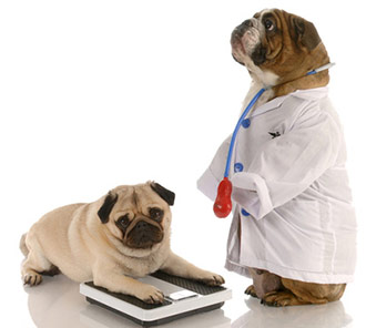 Easier Weight Loss for Your Pets