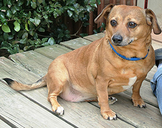 Four Legged Love From Pickles