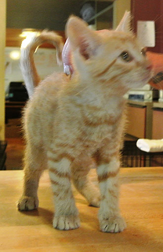 Four Legged Love From Pippin
