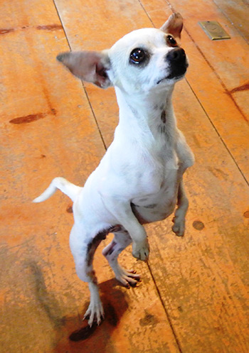 Four Legged Love From Pixie