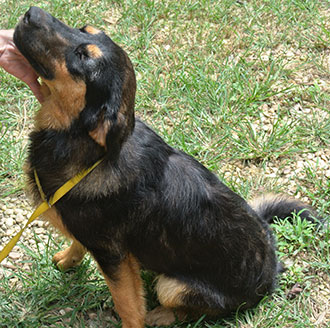 Four Legged Love From Polly