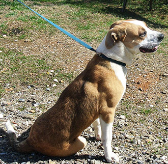 Four Legged Love From Rebel