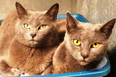 Four Legged Love From Female Russian Blue Kittens and their FREE!