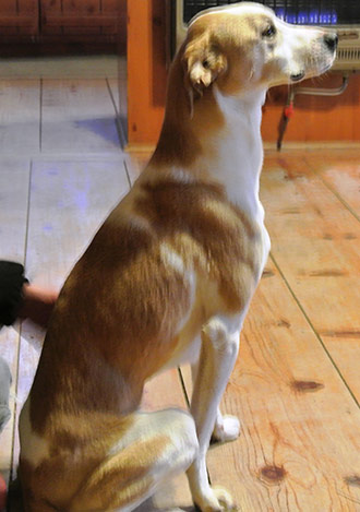 Four Legged Love From Sadie