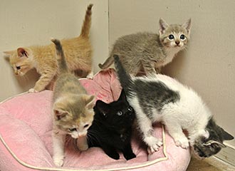 Four Legged Love From Sally's Kittens