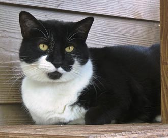 Four Legged Love From Savannah