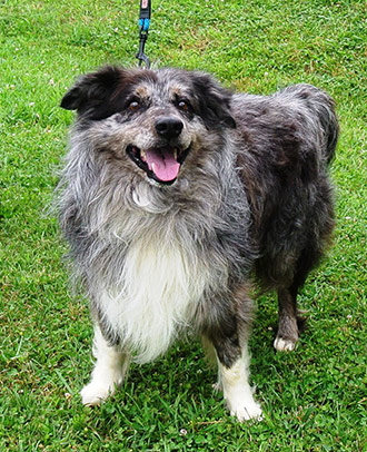 Four Legged Love From Shaggy