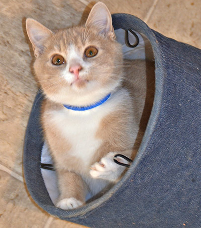 Four Legged Love From Simba