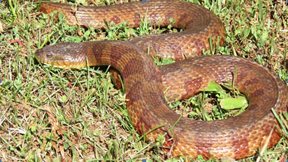 Snake Winter Activity