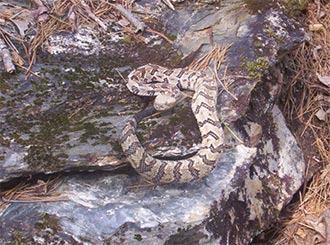 Leaves Are Not The Only Thing Rustling in the Woods