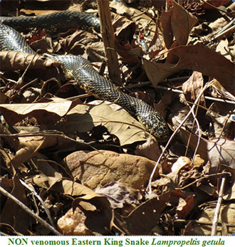 With Cooler Weather, Expect More Snake Activity of Warmer Days