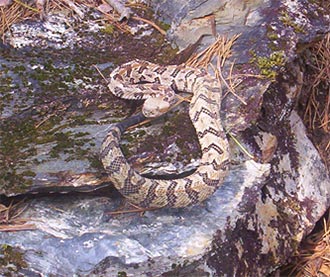 Snake Winter Encounters